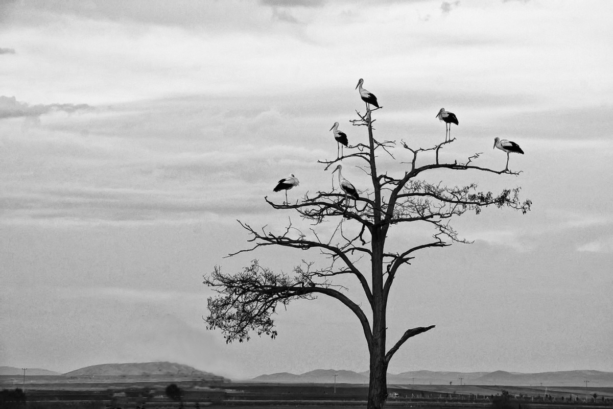 White Stork