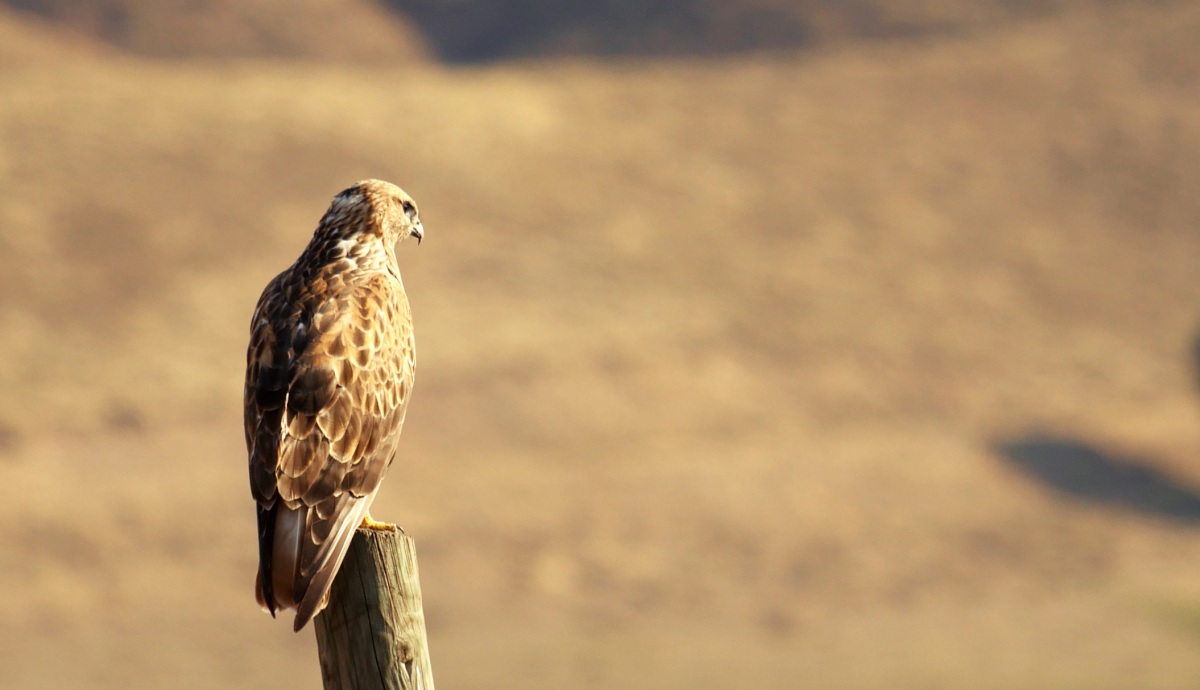 Long-legged Buzzard