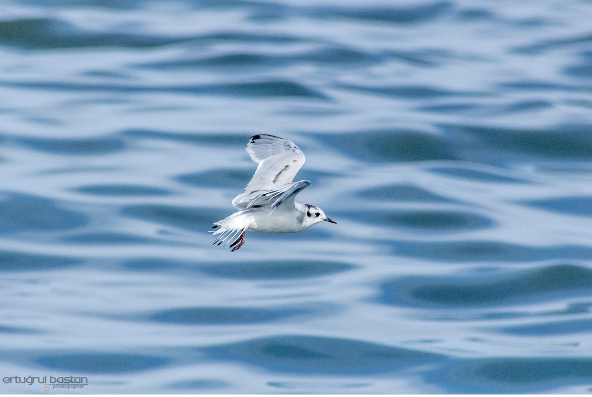 Little Gull