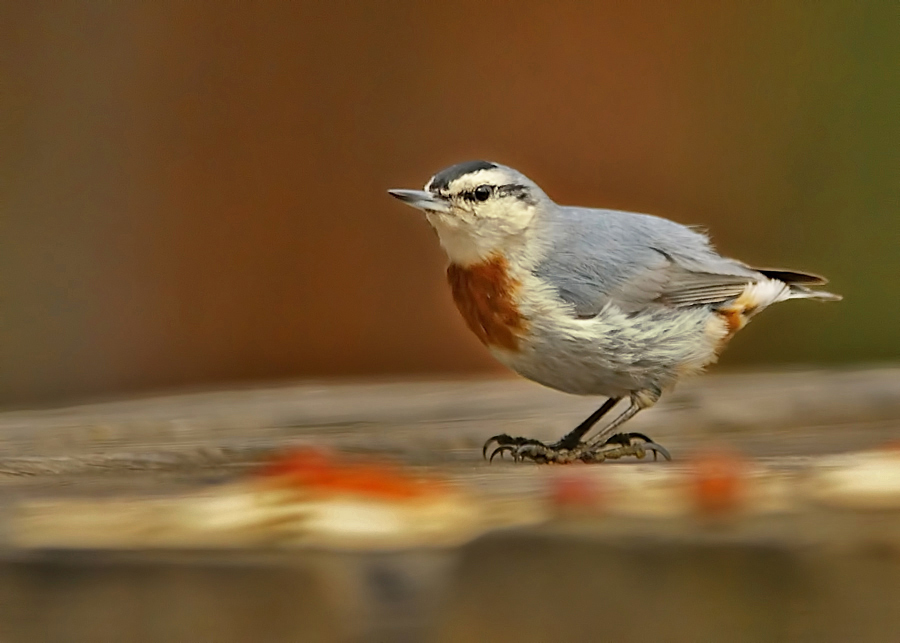 Krüper`s Nuthatch