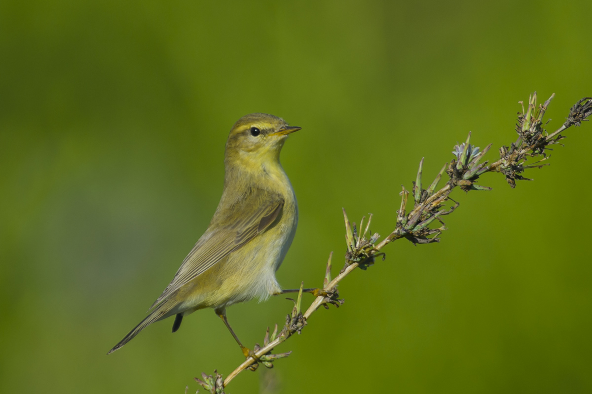 Willow Warbler