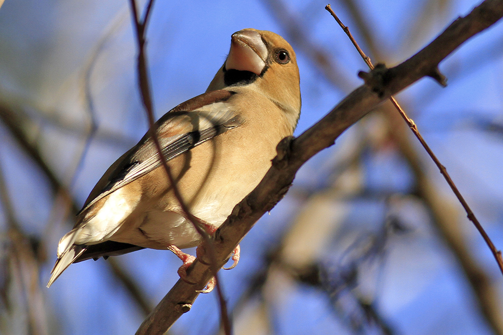 Hawfinch