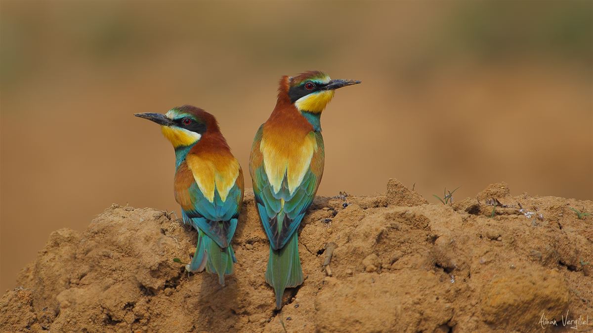 European Bee-eater