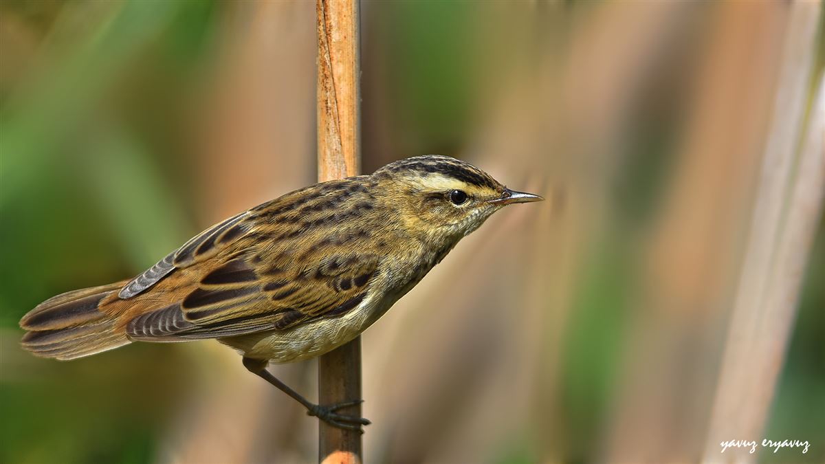 Sedge Warbler