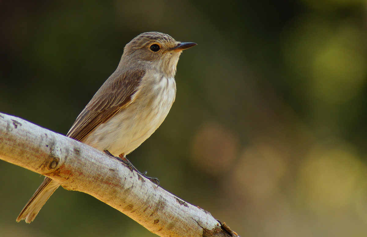 Spotted Flycatcher