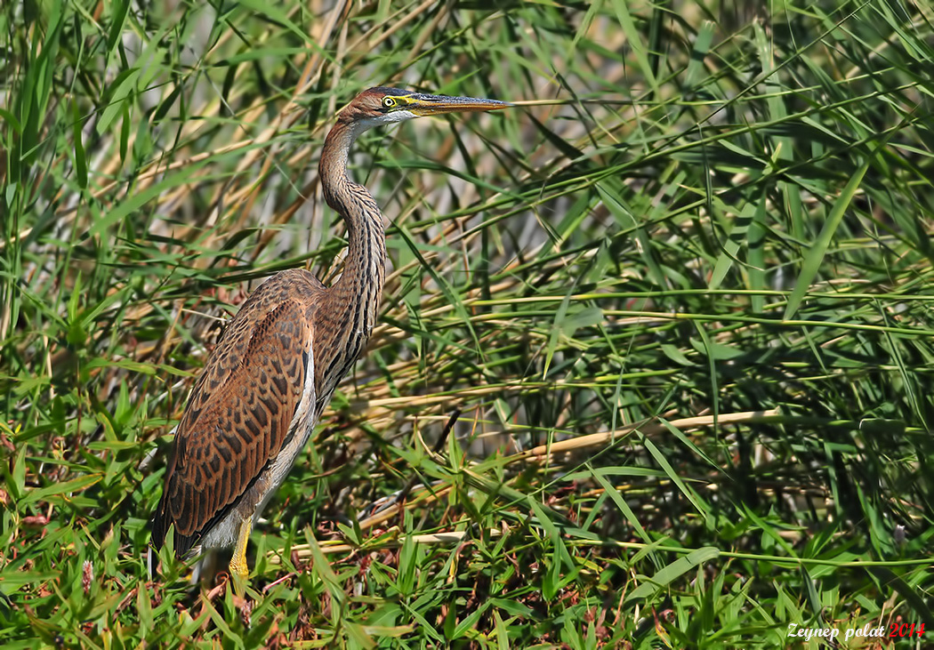 Purple Heron