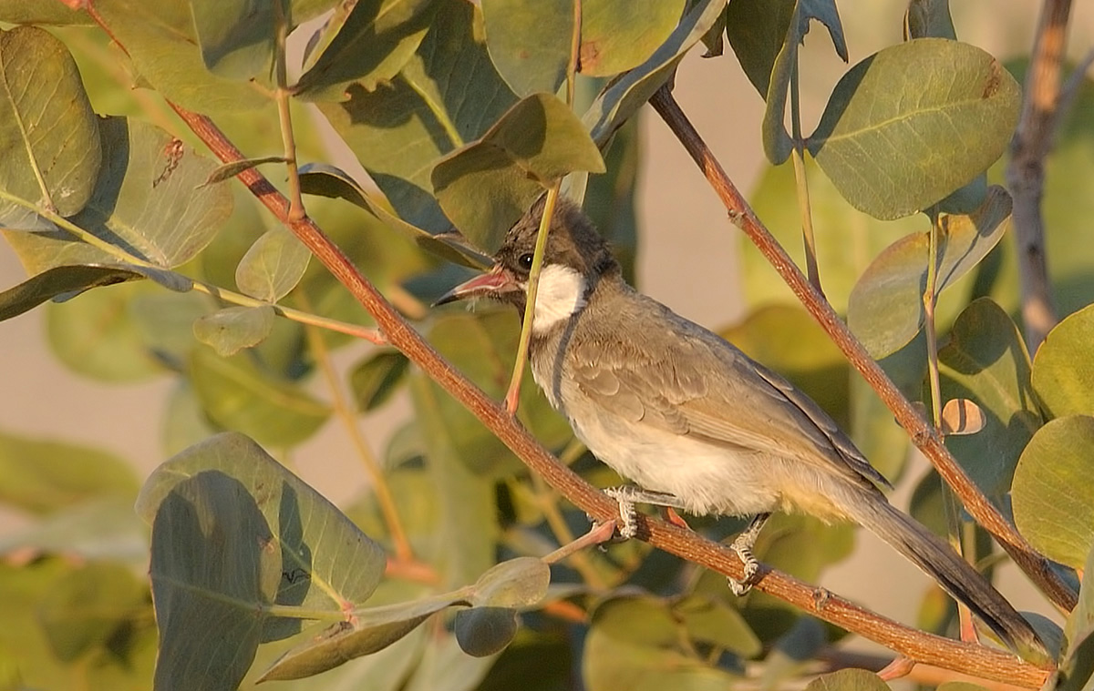 White-eared Bulbul
