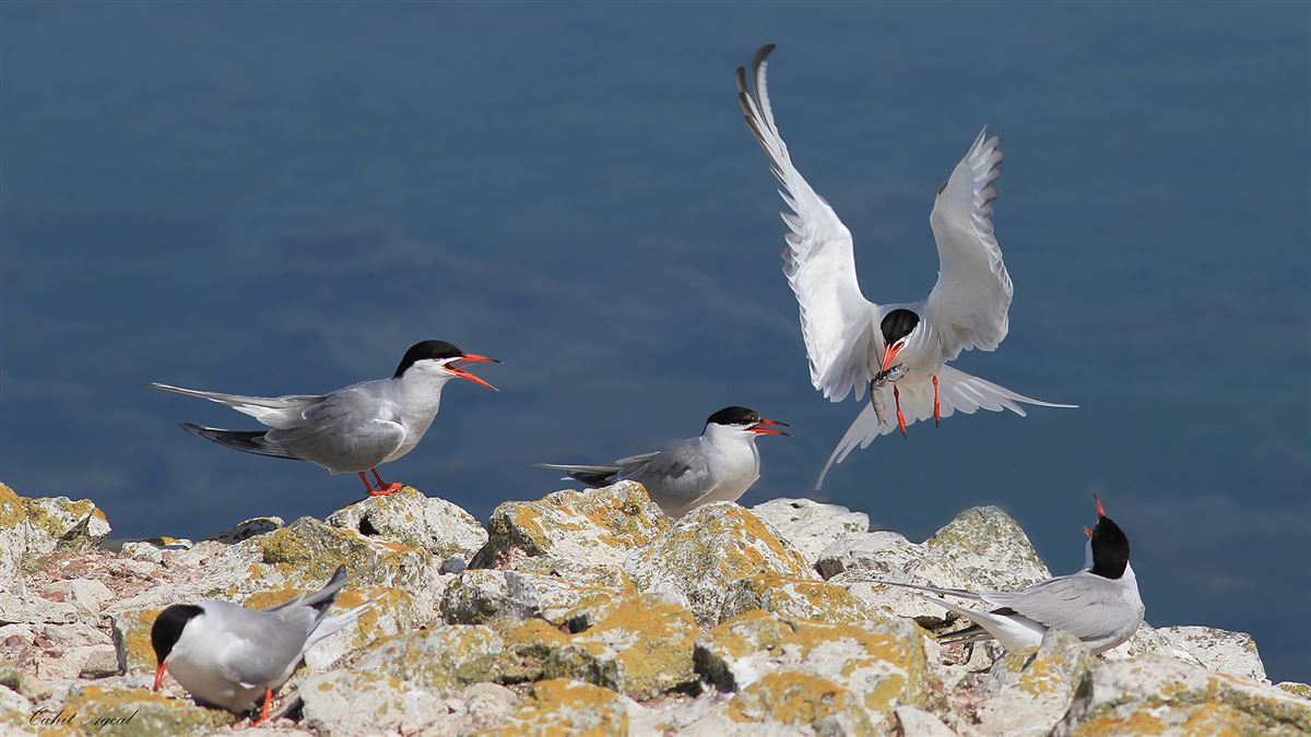Common Tern