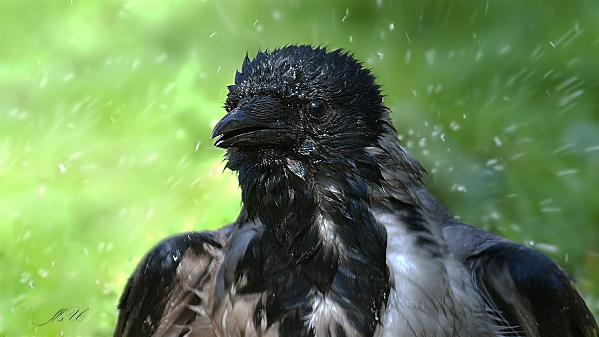 Hooded Crow