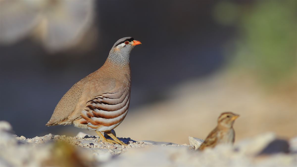 See-see Partridge