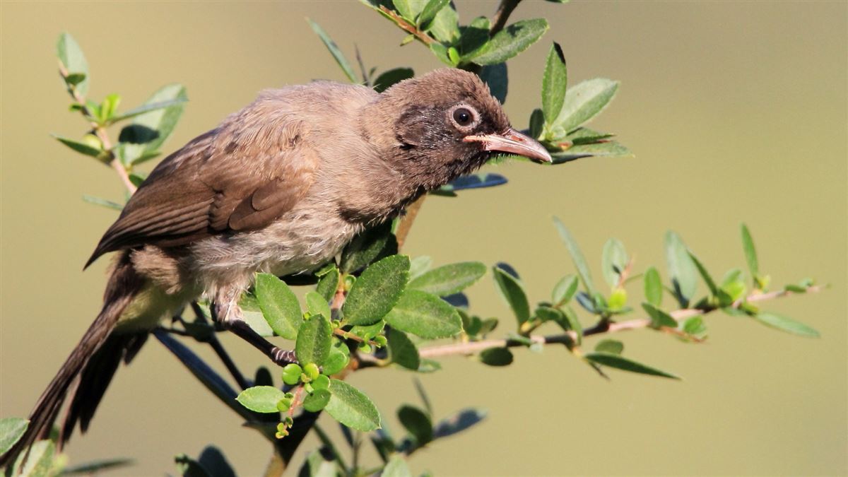 White-spectacled Bulbul