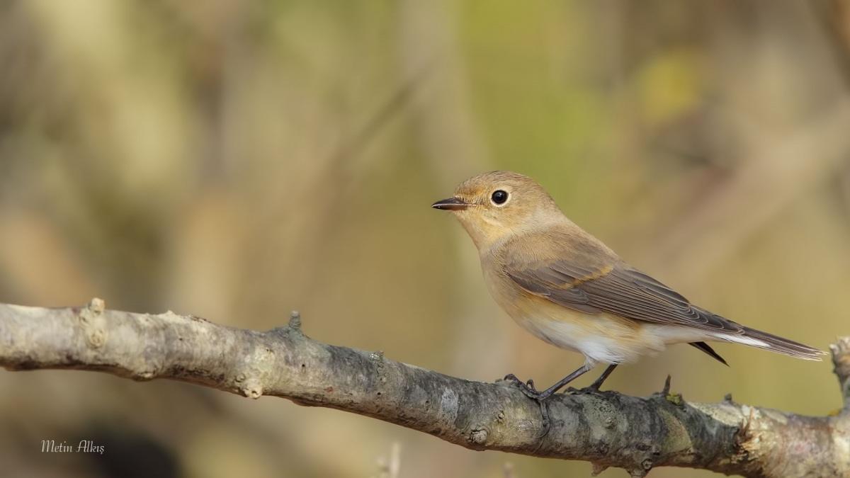 Red-breasted Flycatcher
