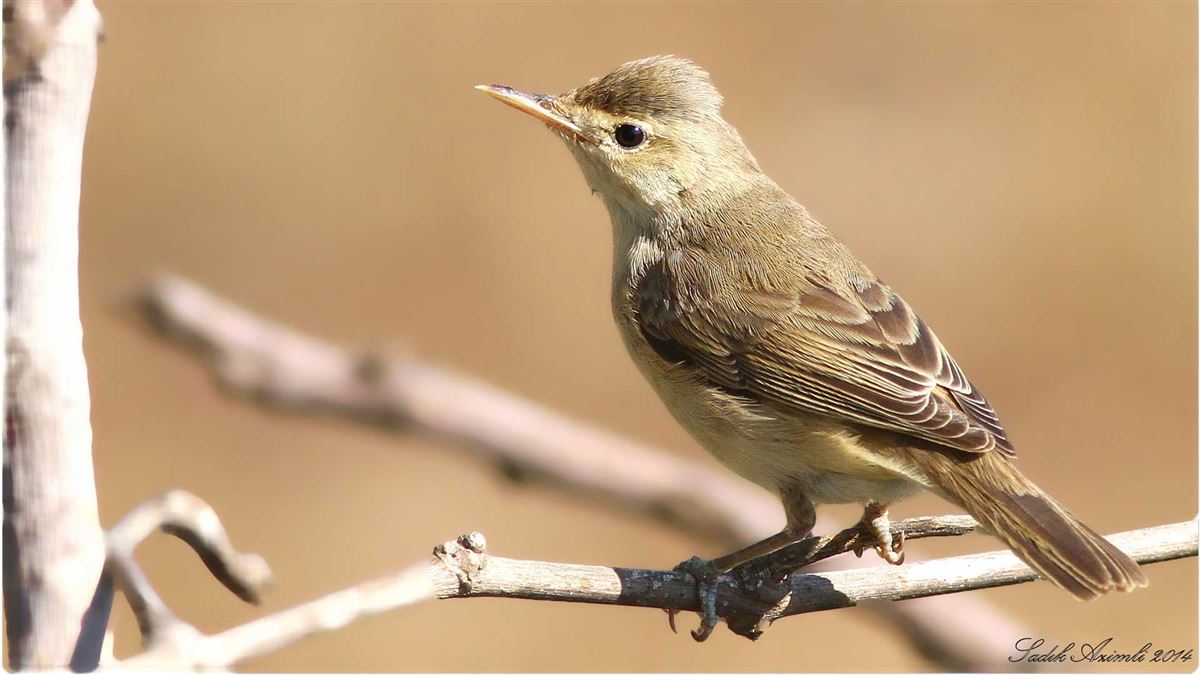 Eastern Olivaceous Warbler
