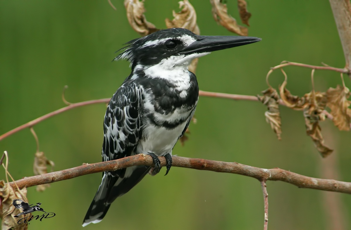 Pied Kingfisher
