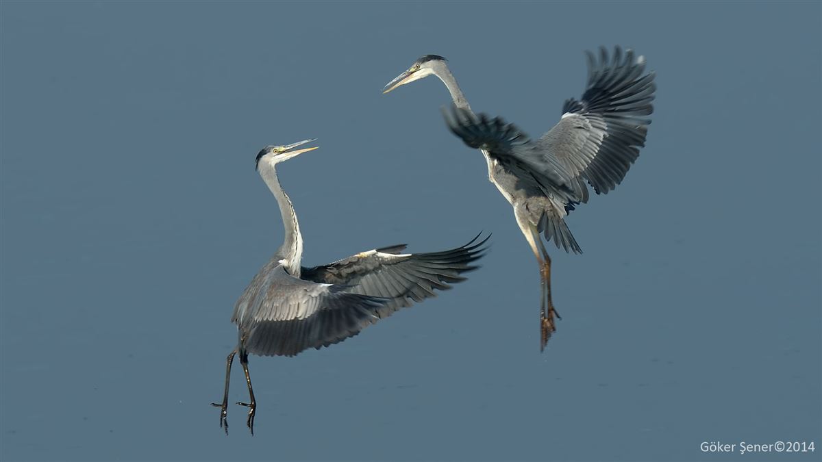 Grey Heron