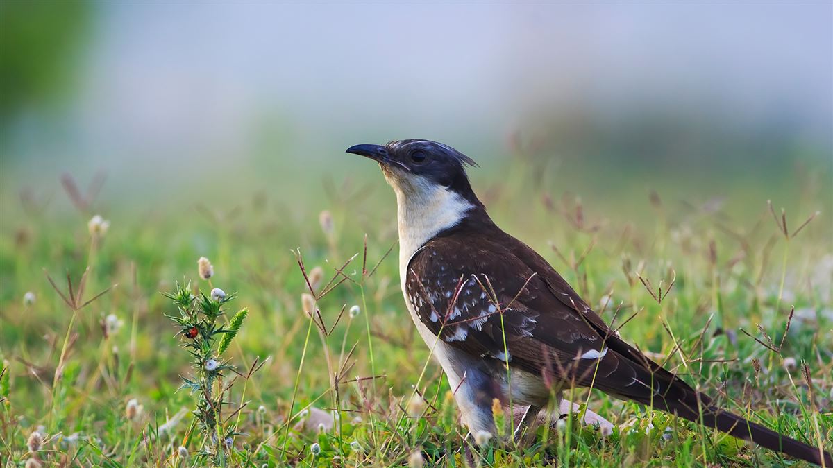 Great Spotted Cuckoo