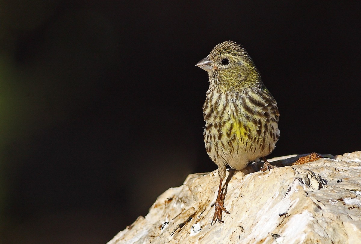 European Serin