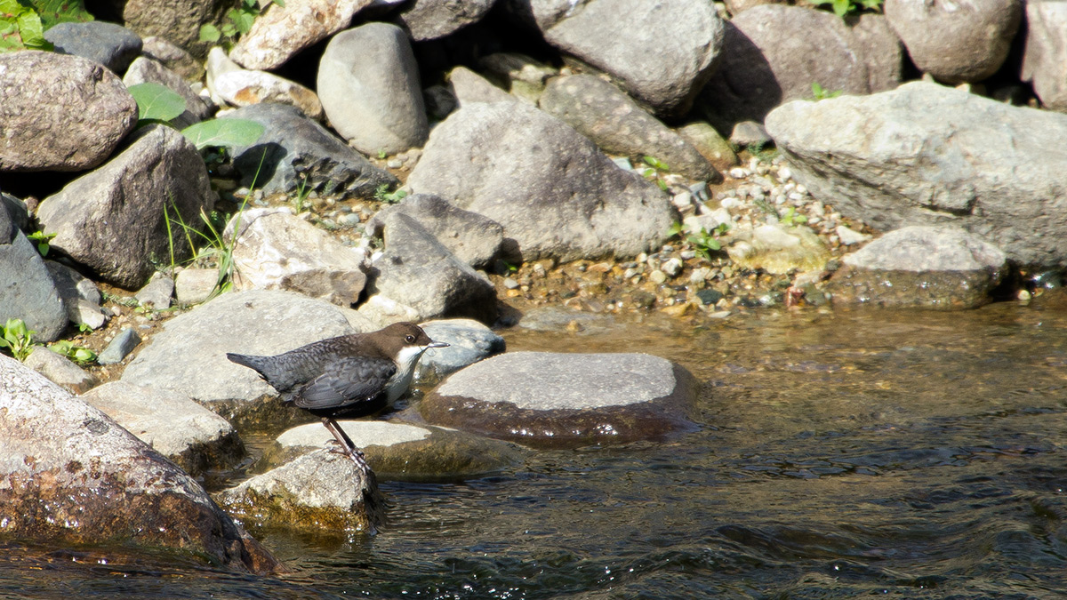 White-throated Dipper