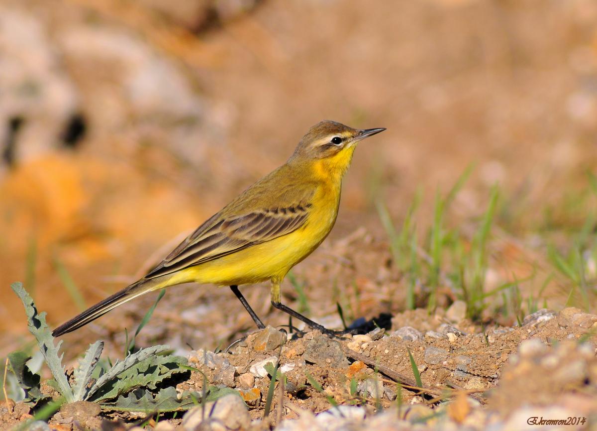 Western Yellow Wagtail