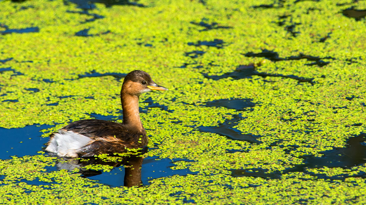 Little Grebe