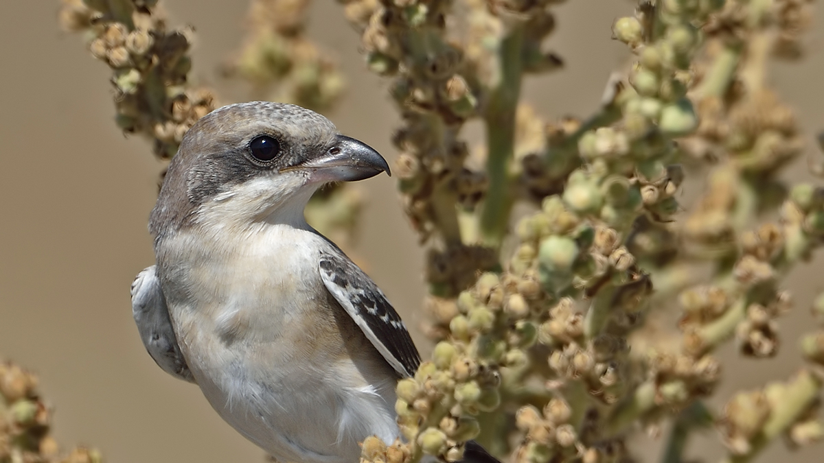 Lesser Grey Shrike
