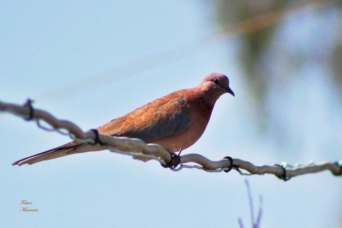 Laughing Dove