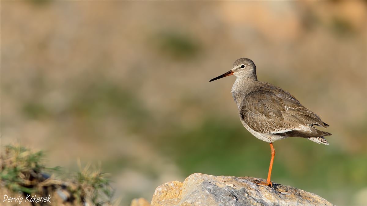 Common Redshank