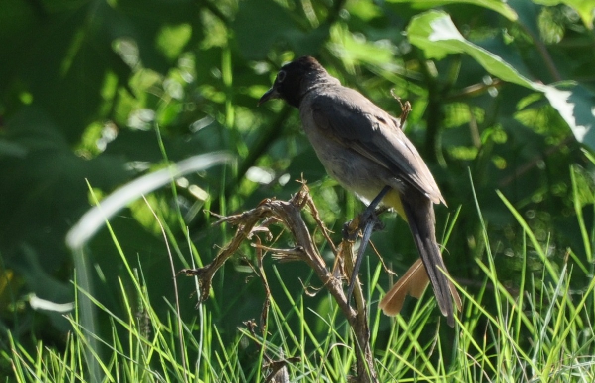 White-spectacled Bulbul