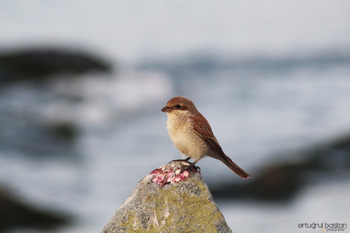 Red-backed Shrike