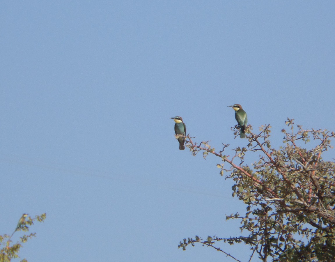 European Bee-eater