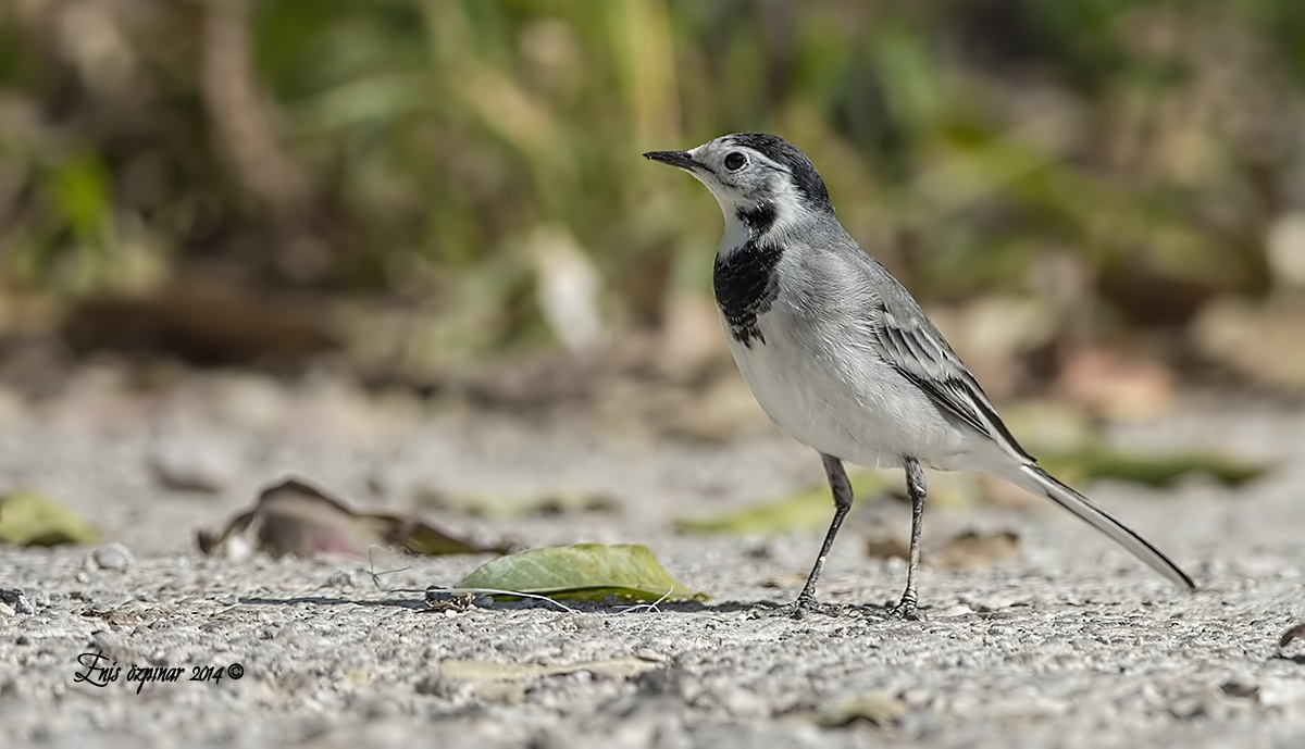 White Wagtail
