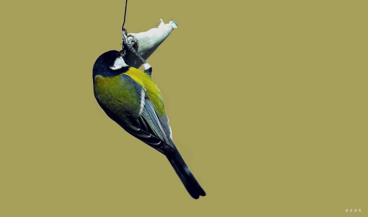 Great Tit