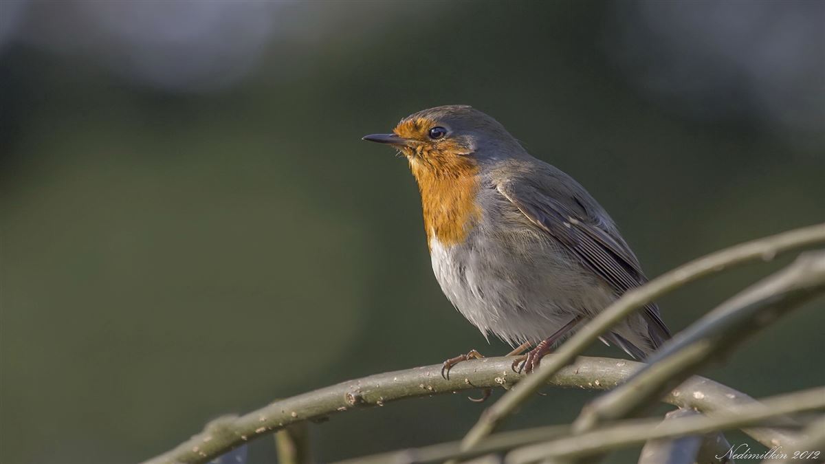European Robin