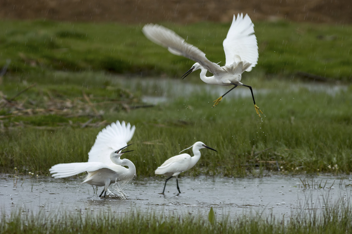 Little Egret