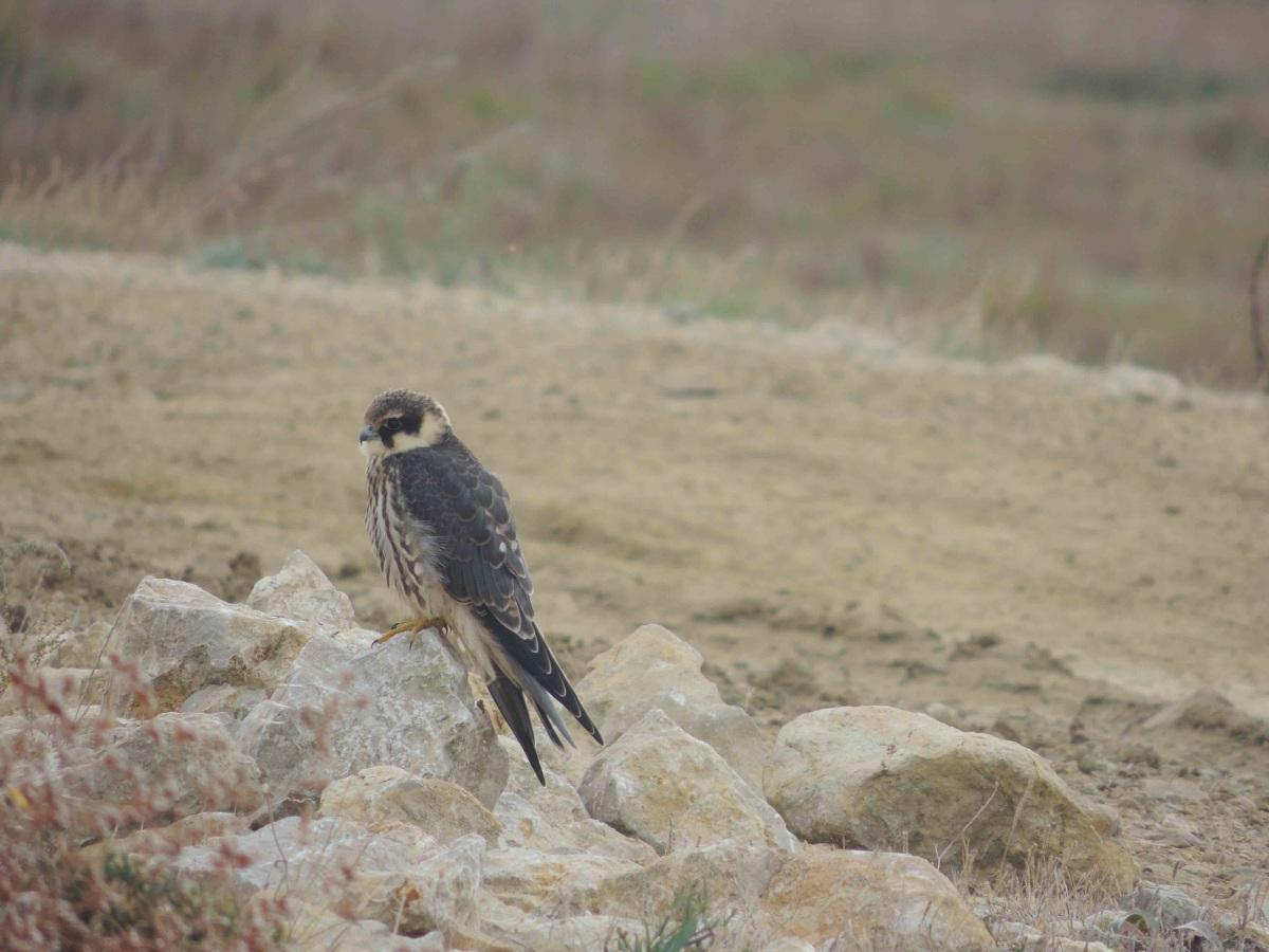 Eurasian Hobby