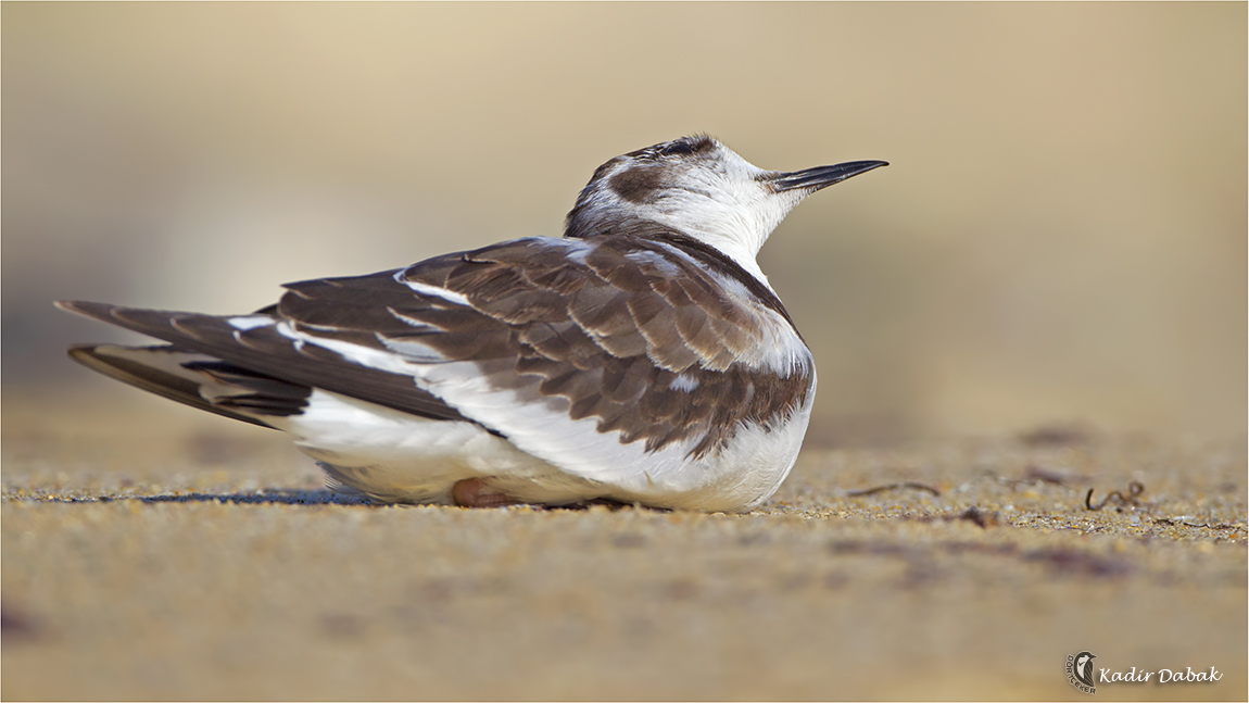 Little Gull