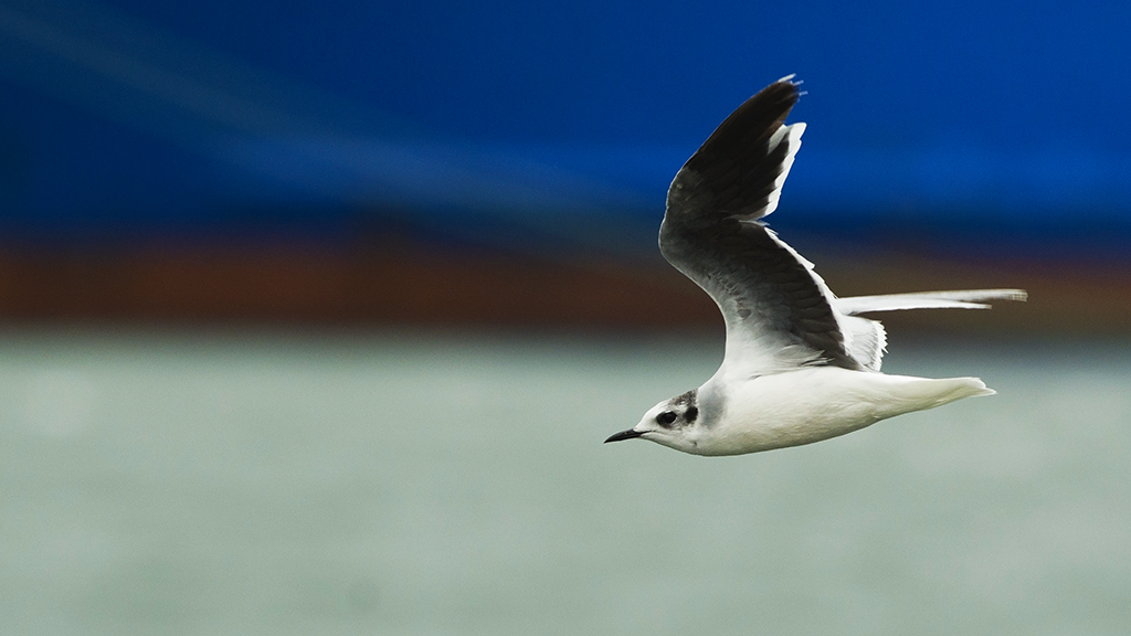 Little Gull