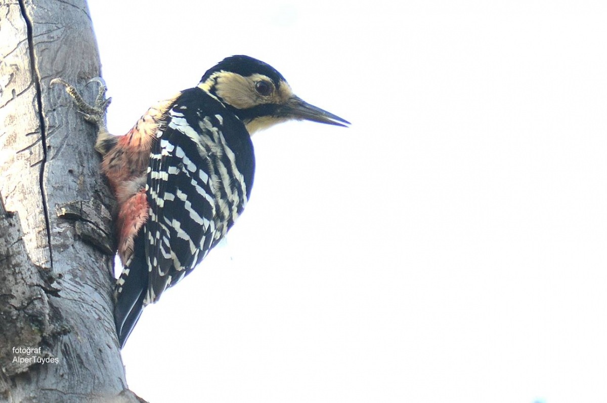 White-backed Woodpecker