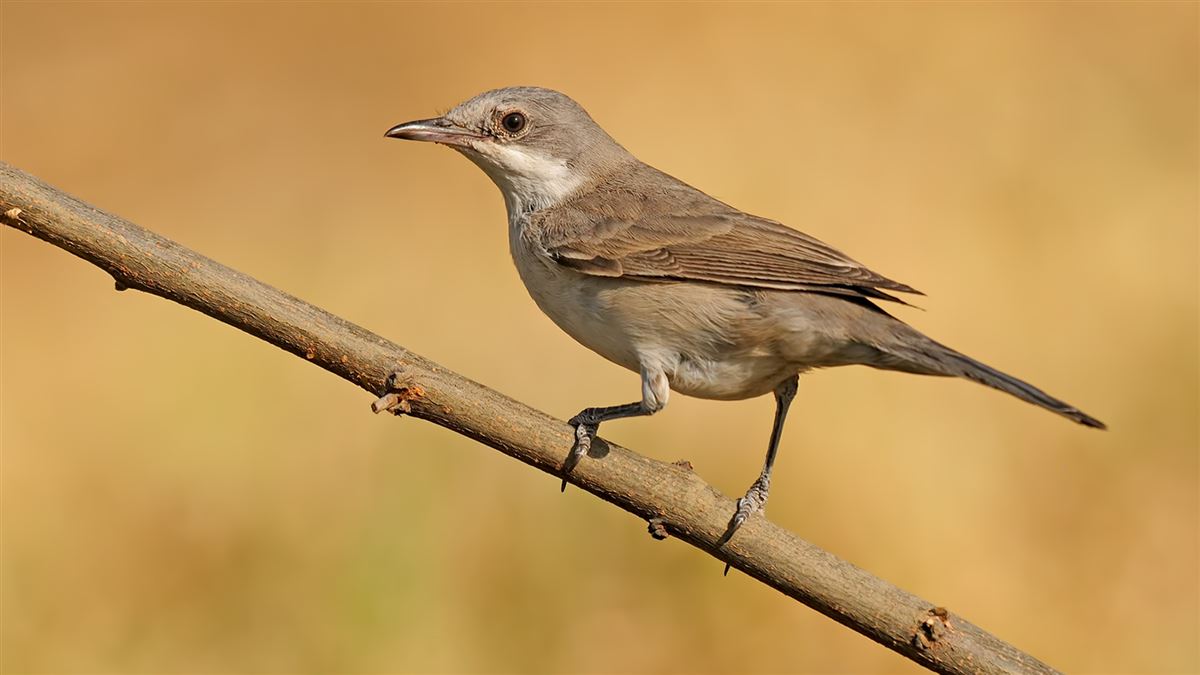 Eastern Orphean Warbler