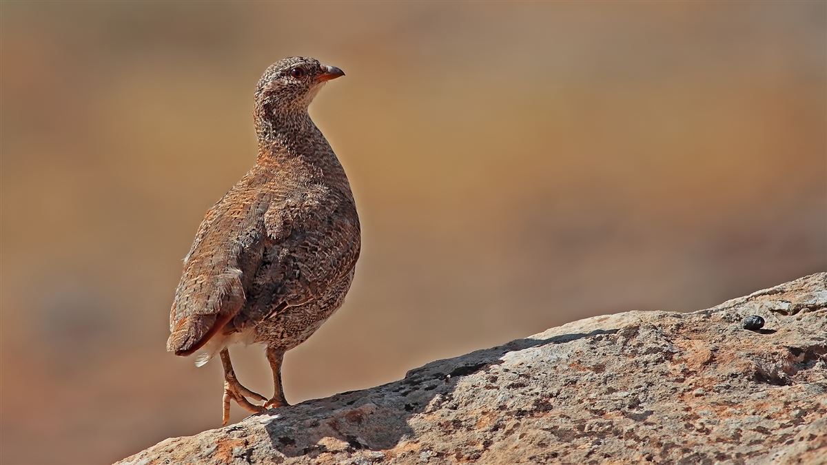 See-see Partridge