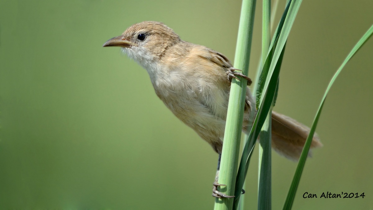 Iraq Babbler