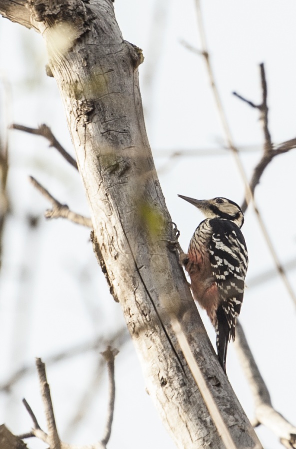 White-backed Woodpecker
