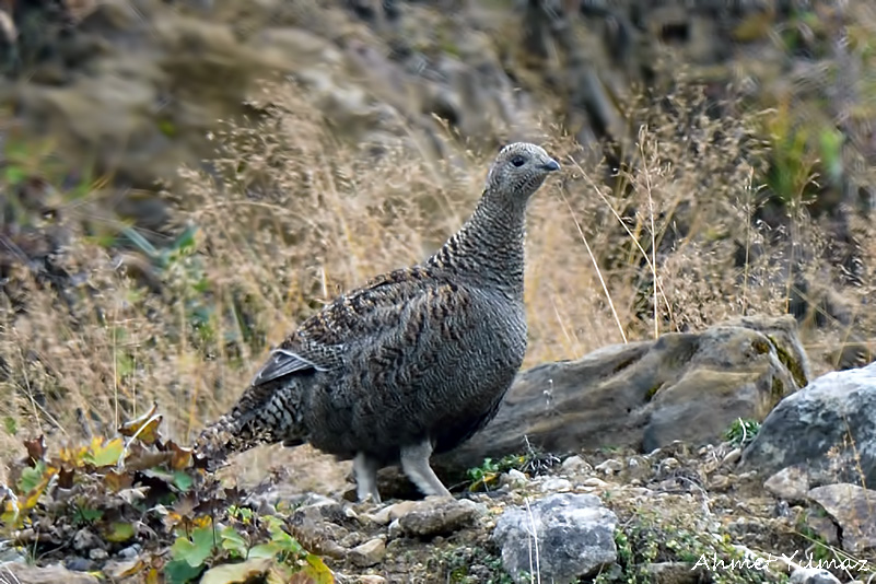 Caucasian Grouse