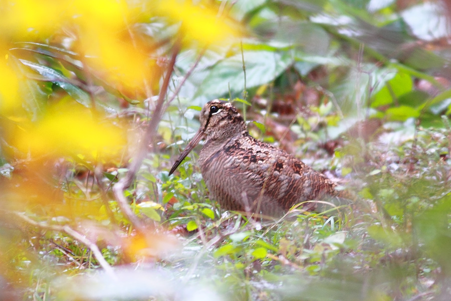 Eurasian Woodcock