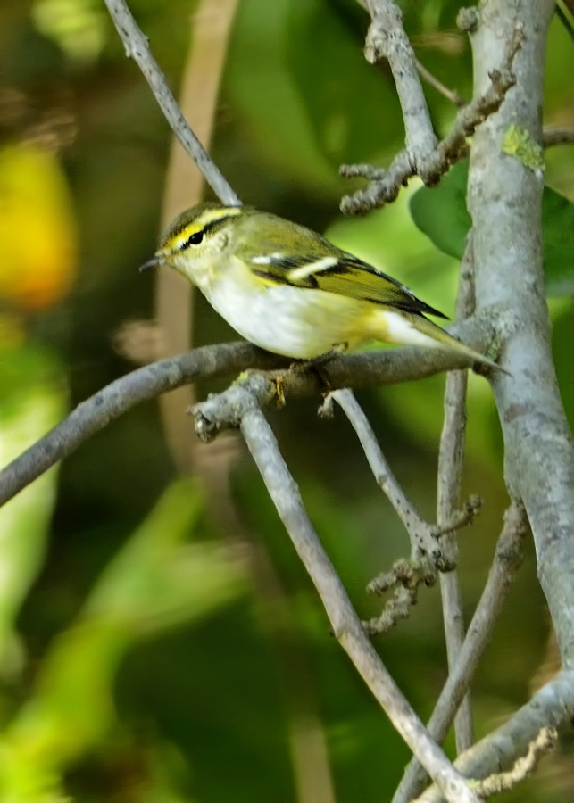 Yellow-browed Warbler