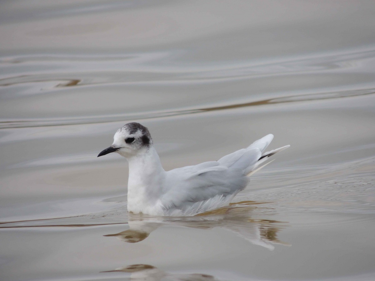 Little Gull