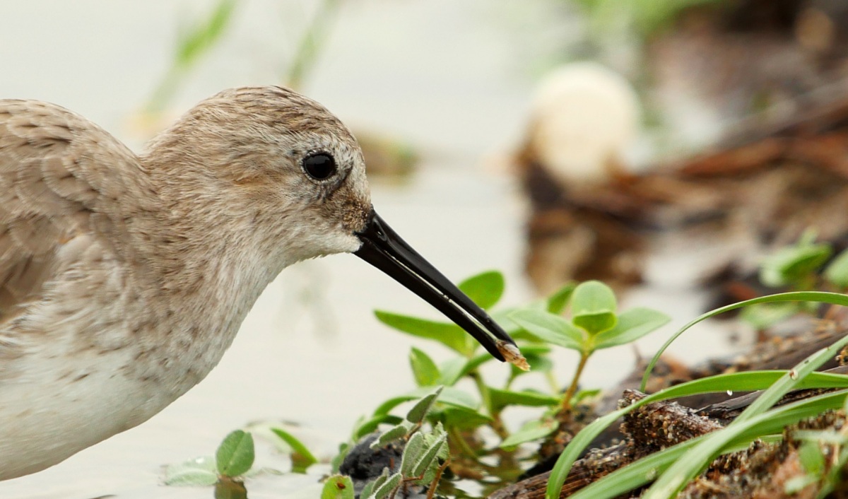 Karakarınlı Kumkuşu