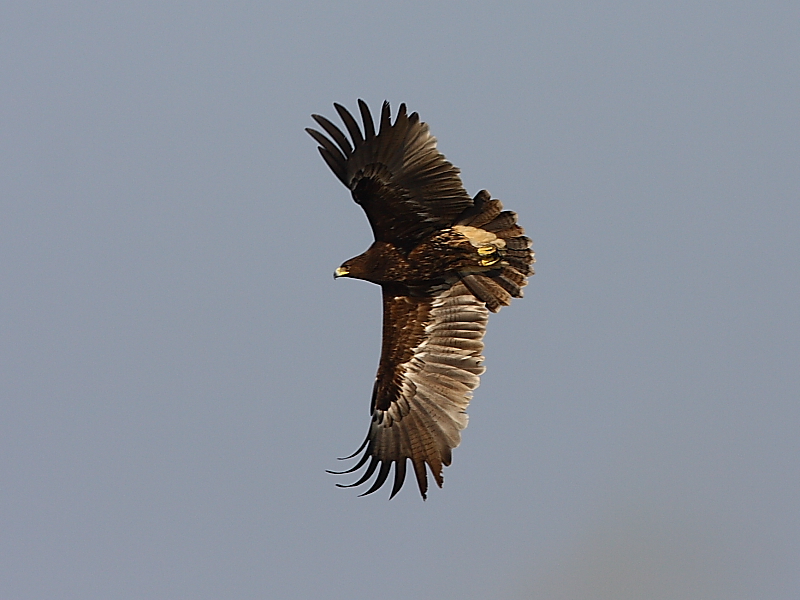 Greater Spotted Eagle