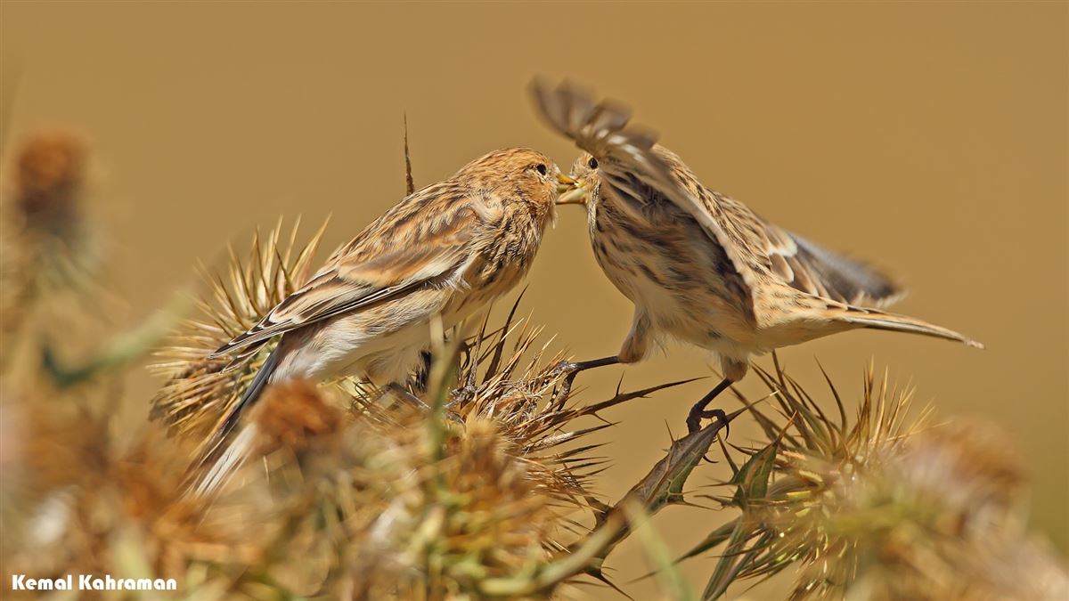 Twite