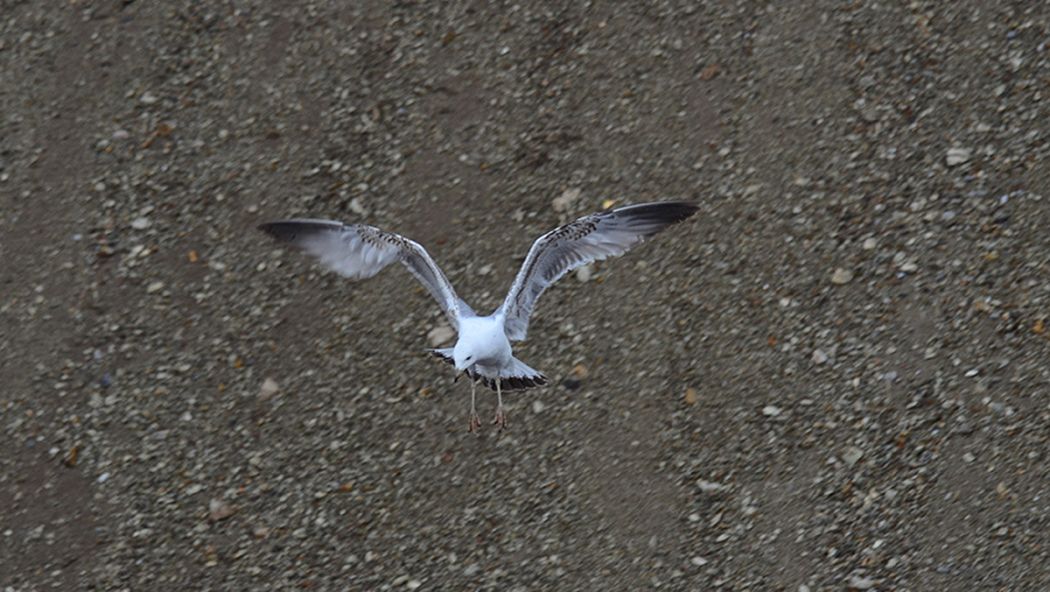 Common Gull